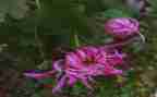 关于菊花赞的作文最新5篇