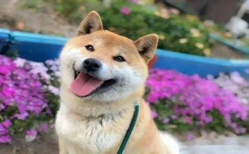 她开心作文300字7篇
