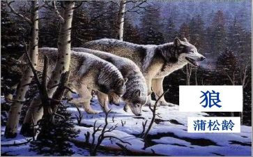《狼》读后感100字参考6篇