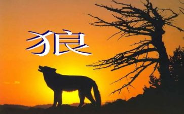 《狼》读后感200字优质7篇