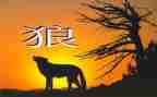 《狼》读后感200字优质7篇