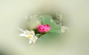 采莲蓬作文7篇