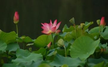 有关莲花的作文5篇
