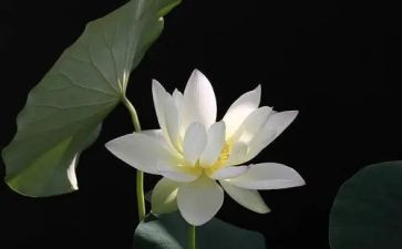 莲花,作文模板7篇