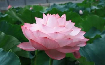 《宝莲灯》读后感7篇