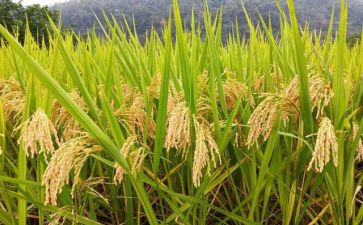 节约粮食演讲稿推荐8篇