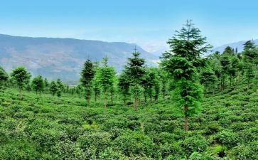 林业局工作总结范文7篇