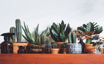 厂容绿化工作计划6篇
