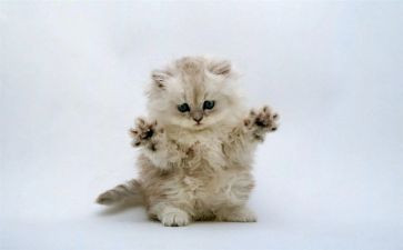 猫的心得体会200作文8篇