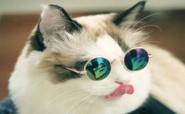 猫读后感100字优质6篇