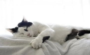 勒以的猫读后感200字优秀7篇