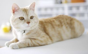 猫的读后感一百字推荐8篇