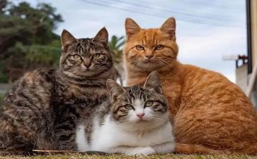 作文关于猫的调查报告推荐7篇