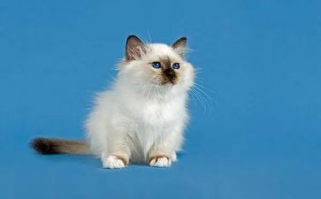 猫的读后感一百字8篇