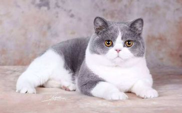 我的猫作文200字5篇