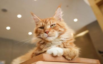 猫的心得体会200作文优秀7篇