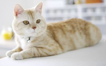 魔法师的猫读后感优秀6篇