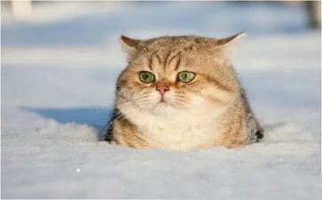 猫千的阅读心得体会通用5篇