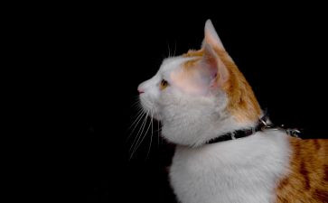 猫作文四百字5篇