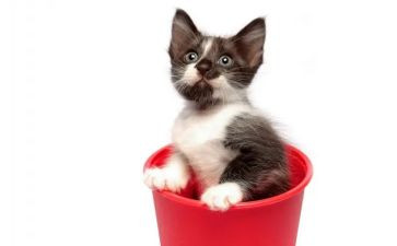 猫的读后感一百字通用7篇