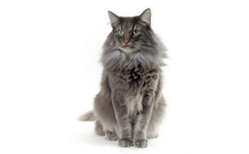 天猫客服的工作总结优质7篇