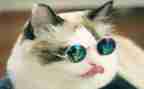 猫读后感100字优质6篇