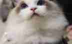 流浪猫与流浪狗读后感300字5篇