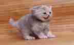 猫日记读后感500字6篇