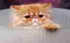 猫的心得体会200作文精选5篇
