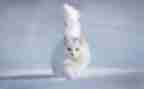 勒以的猫读后感200字最新5篇