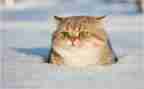 魔法师的猫读后感推荐8篇