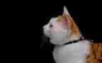 猫的读后感一百字模板6篇