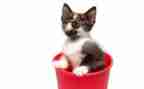 猫的读后感一百字优秀5篇