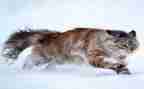 勒以的猫读后感200字模板8篇
