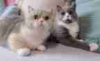 抓小猫作文400字参考5篇