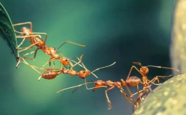 蚂蚁的作文推荐8篇