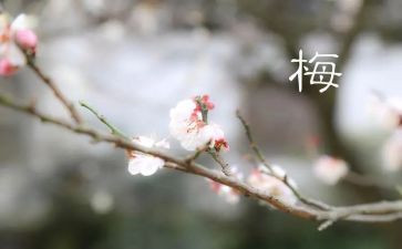 读《张桂梅》心得体会通用5篇