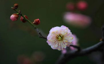梅花魂的读后感优质6篇
