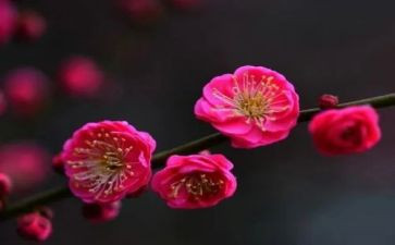 梅花谷作文400字6篇