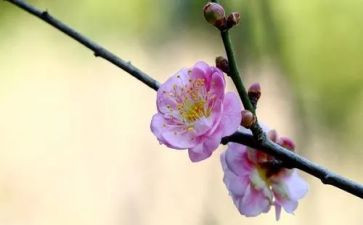 游梅花谷作文精选7篇