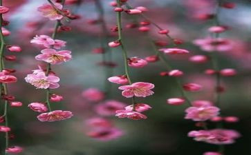 游梅花谷作文400字7篇