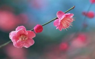 梅花树教案优质7篇