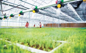 苗木订购合同7篇