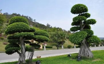 苗圃工作个人总结5篇