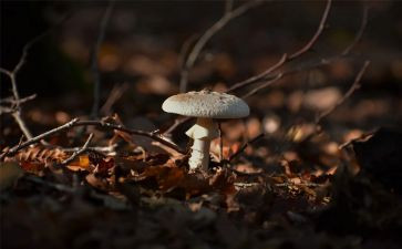 幼儿园小班蘑菇钉教案5篇