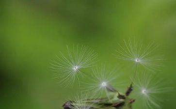 描写蒲公英的作文推荐8篇