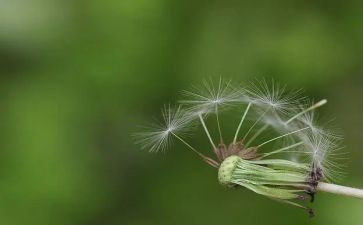 蒲公英中班语言教案8篇