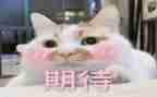 我期待作文600字8篇