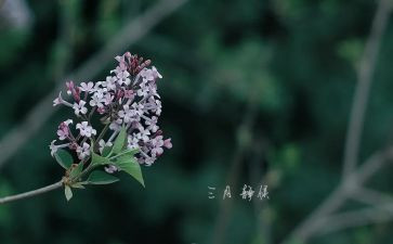 三月雷锋的演讲稿6篇