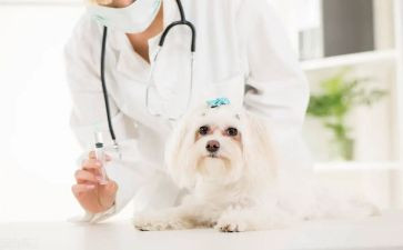 执业兽医师述职报告范文7篇